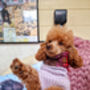 Cosy Cottage Snuggly Dog Snood Roll Top Dog Scarf, thumbnail 7 of 12