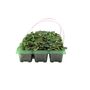 Cyclamen Pink6 Pack X2– 12 Hardy Garden Plants, thumbnail 2 of 5