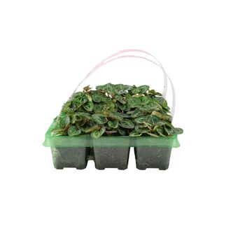 Cyclamen Pink6 Pack X2– 12 Hardy Garden Plants, 2 of 5