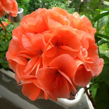 Flowering Plants Geranium 'Orange' 20 Large Plants, 2 of 5