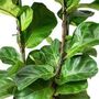 Houseplant Ficus Lyrata Single Stem 3 L Pot, thumbnail 2 of 3