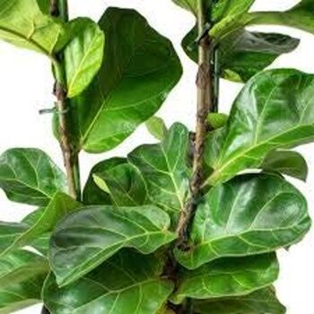 Houseplant Ficus Lyrata Single Stem 3 L Pot, 2 of 3