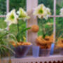 Amaryllis Bulbs 'White' One X Bulb, thumbnail 4 of 7