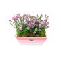 Dianthus Pink Kisses In Pink And White Wooden Trough, thumbnail 2 of 3