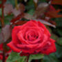 Rose My Wonderful Husband Plant Gift, thumbnail 1 of 2