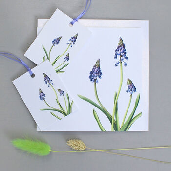 Card With Grape Hyacinth Illustration, 2 of 2
