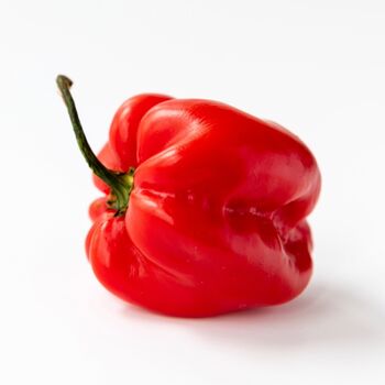 Chilli Plants 'Scotch Bonnet Red' 3x Plants 9cm Pots, 9 of 9