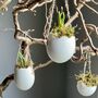 Hanging Eggs Filled With Muscari, thumbnail 1 of 8