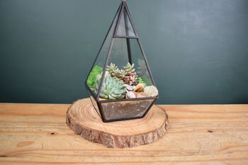 Black Pyramid Terrarium Kit With Succulent Or Cactus, 11 of 12