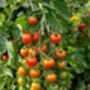 Tomato 'Sweet Million' Nine X Plug Pack, thumbnail 2 of 5