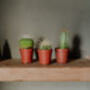 Trio Of Succulents/Cacti Mixed Indoor Plants, thumbnail 2 of 2