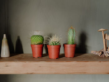 Trio Of Succulents/Cacti Mixed Indoor Plants, 2 of 2