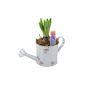 Hyacinth Planter In Metal Watering Can – Gift Ready, thumbnail 2 of 6