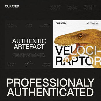 Velociraptor Tooth Box Frame Real Authentic Jurassic Dinosaur Fossil Museum Quality Natural History Interior Design Home Decor Display Gift Ornament, 4 of 4