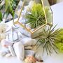 Gold Geometric Terrarium Kit With Air Plant Lover Gift Mother's Day, thumbnail 8 of 9