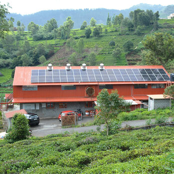 Solar Green Loose Leaf Tea, 7 of 8