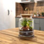 Diy Corked Jar Terrarium Kit | 'Mallorca', thumbnail 6 of 11