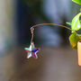 Star Suncatcher, Plant Gift, thumbnail 1 of 5