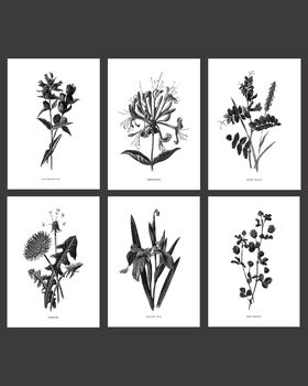 Six Framed Vintage Flower Art Prints, 2 of 10