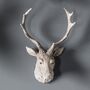 Weathered Stag Head, thumbnail 3 of 4