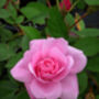 Rose Special Mum, Mothers Day Rose Gift, thumbnail 1 of 2