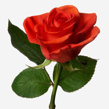 Orange Naranga Rose Fresh Bouquet, 2 of 2