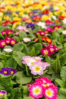 Primrose 'Cabaret Mix' Six X Full Plant Pack, 8 of 8