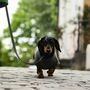 Dachshund Polartec Water Resistant Dog Coat, thumbnail 2 of 10