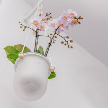 Orla, Hanging Glass Planter, Ideal For Orchids, 8 of 12
