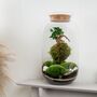 Diy Kokedama Terrarium Kit H: 42 Cm | 'Chamonix', thumbnail 4 of 12