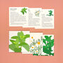 Grow Your Own Herbal Tea Seed Box, thumbnail 6 of 11