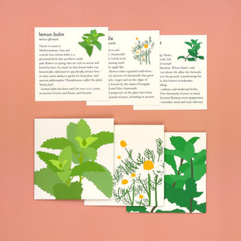 Grow Your Own Herbal Tea Seed Box, 6 of 11