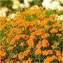 Marigold Seeds In A Seedtube, thumbnail 4 of 4