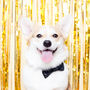 Glitter Party Pet Bow Tie, thumbnail 3 of 5