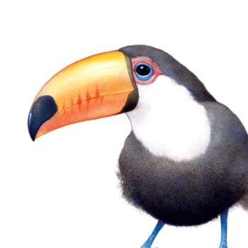 Illustrated Toucan Print, 2 of 3