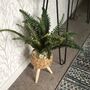 Large Boston Fern In Basket Weave Plant Stand, thumbnail 7 of 8