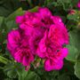 Geranium Zonal Calliope Violet 1 L Pots X2, thumbnail 3 of 3