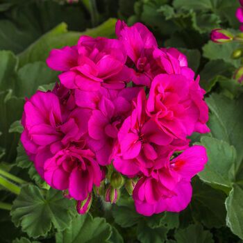 Geranium Zonal Calliope Violet 1 L Pots X2, 3 of 3