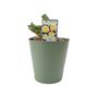 Happy Birthday Cream Rose In5.5 L Pot – Floribunda, thumbnail 6 of 7