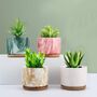 Pack Of Four Mini Colorful Succulent Plant Pots, thumbnail 1 of 7