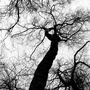 Black And White Trees Print, thumbnail 4 of 6