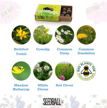 Wildflower Seeds For British Bees Collection Of Six Mixes, 12 of 12