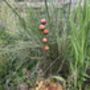 Stylish Cluster Of Five Marbles For Garden, thumbnail 4 of 10