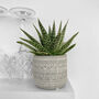 Gasteria Aloe House Plant Easy Care Decorative Plant, thumbnail 3 of 4