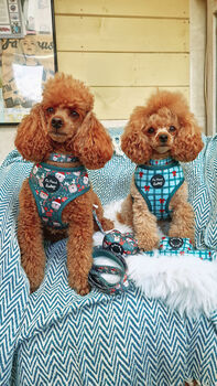 Jolly Bear Christmas Dog Harness, 4 of 7