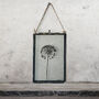 Small Antique Pressed Flower Frame Dried Allium, thumbnail 1 of 8