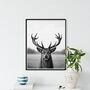 Majestic Stag Hand Drawn Wildlife A4 Print, thumbnail 1 of 4