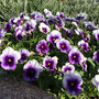 Flowers Pansy 'Beaconsfield' Six X Plant Pack, thumbnail 5 of 7