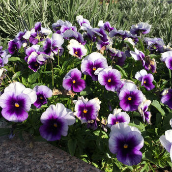 Flowers Pansy 'Beaconsfield' Six X Plant Pack, 5 of 7