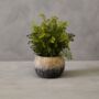 Faux Fern In Dipped Cement Pot, thumbnail 1 of 4